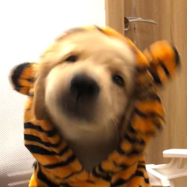 Dog PFP Instagram