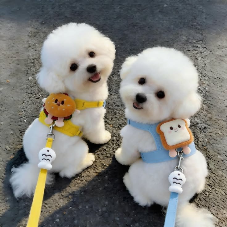 Dog PFP Matching