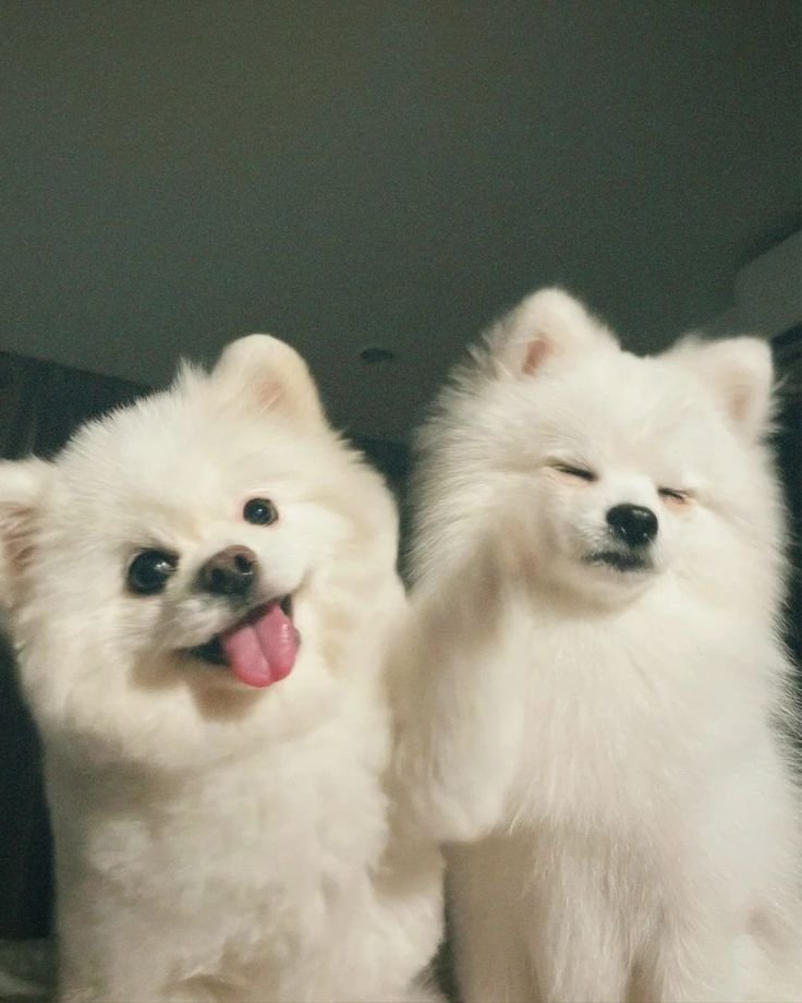 Dog PFP Matching