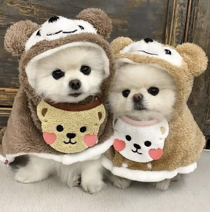 Dog PFP Matching