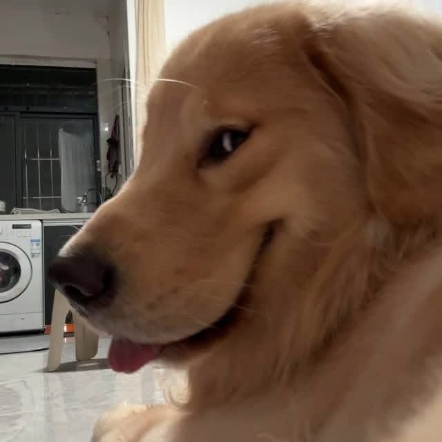 Dog PFP Meme