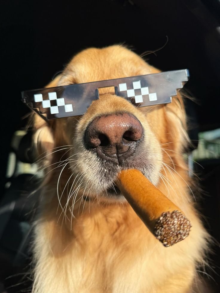Dog PFP Meme