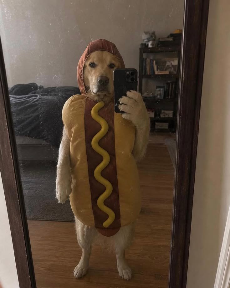 Dog PFP Meme