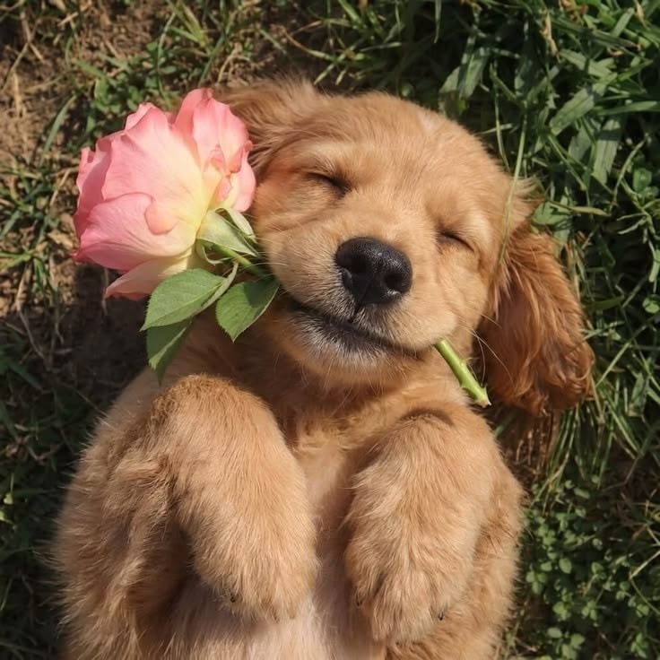 Dog PFP Pinterest