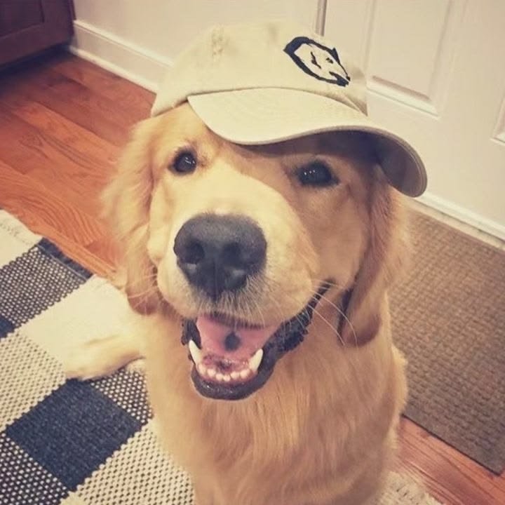 Dog PFP TikTok