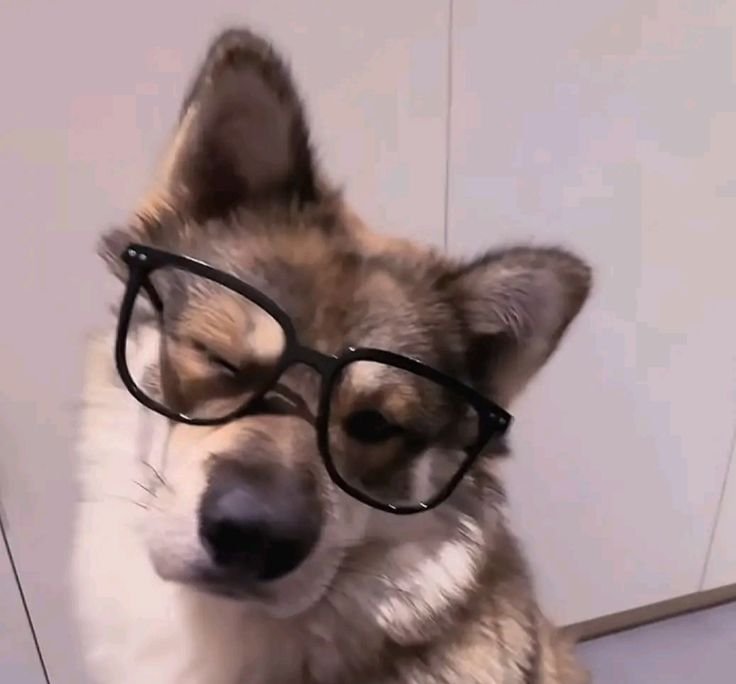 Dog PFP TikTok
