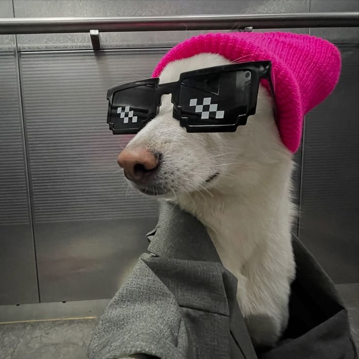 Dog PFP TikTok