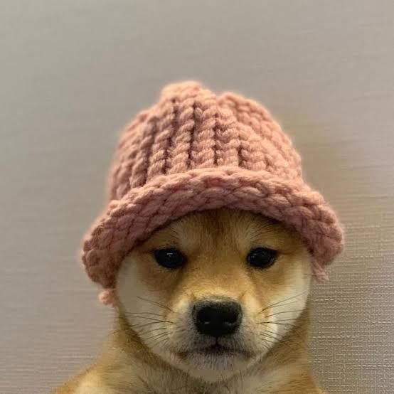 Dog PFP TwitterX