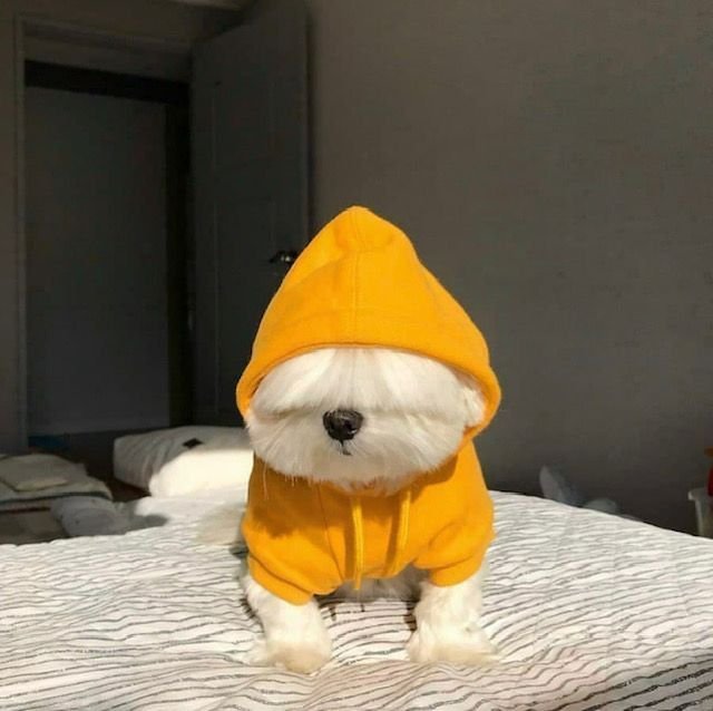Dog PFP TwitterX