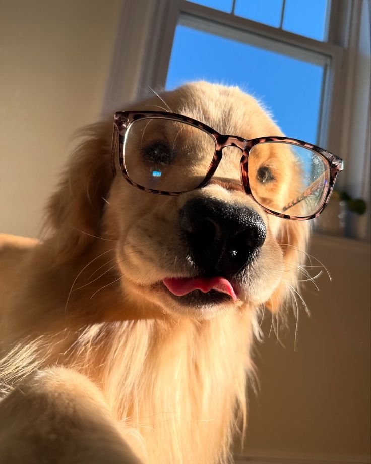 Dog PFP With Glasses