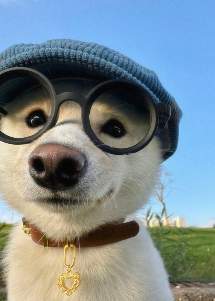 Dog PFP With Glasses