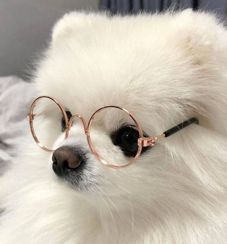 Dog PFP With Glasses