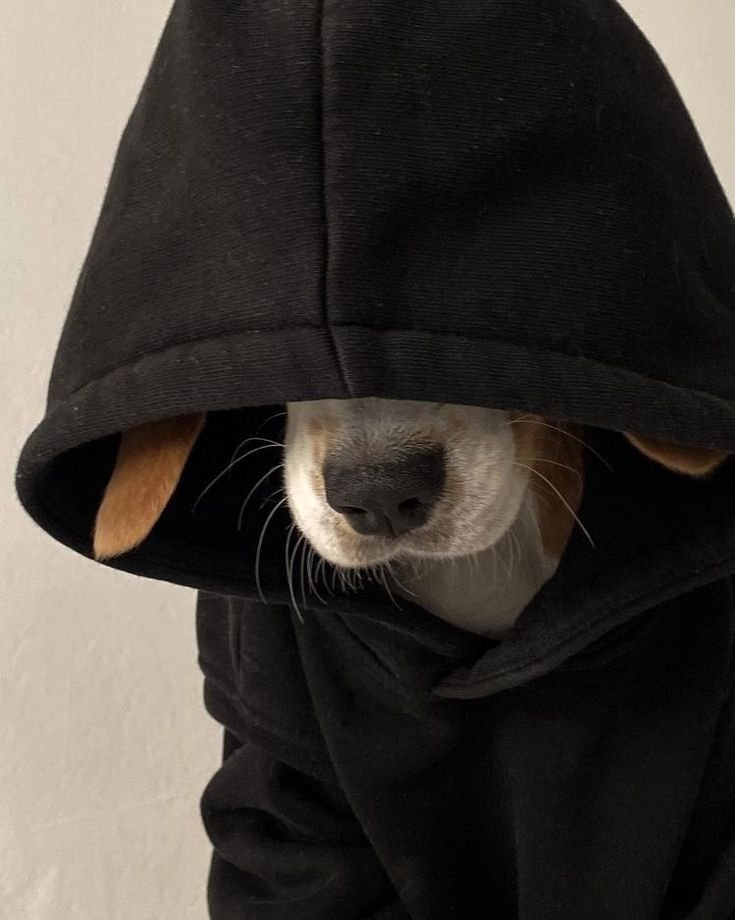 Dog PFP for Boys