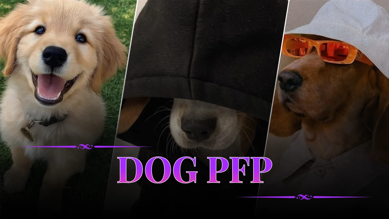 Dog PFP