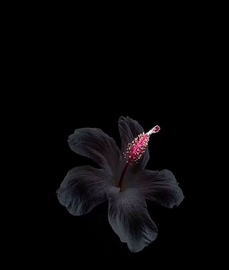 Flower PFP Black