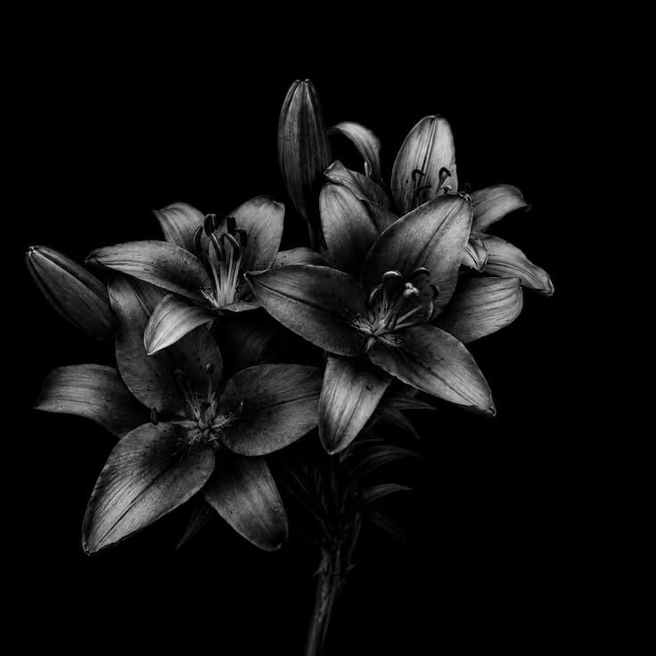 Flower PFP Black