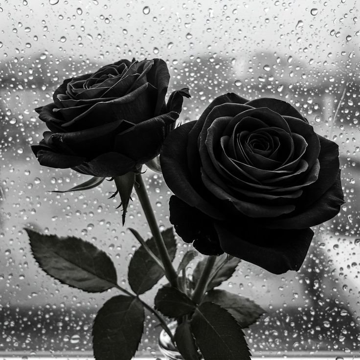 Flower PFP Black