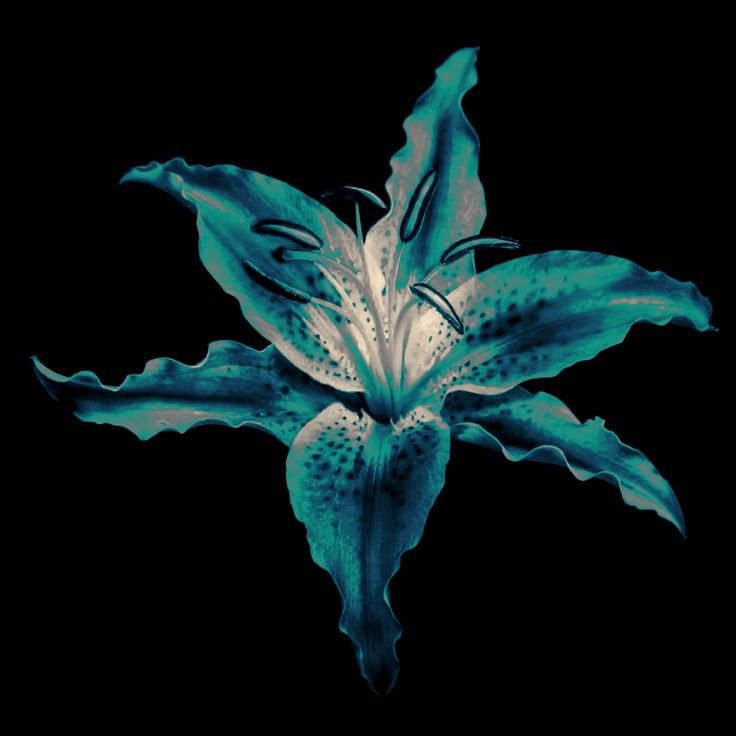 Flower PFP TikTok