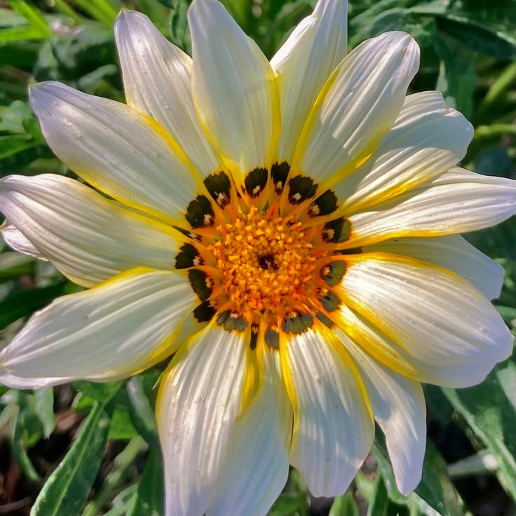 Flower PFP Y2K