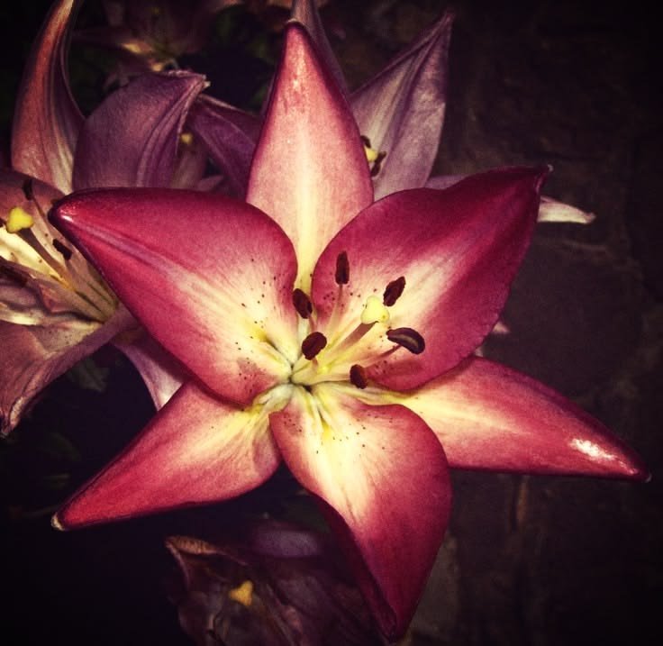 Flower PFP Y2K