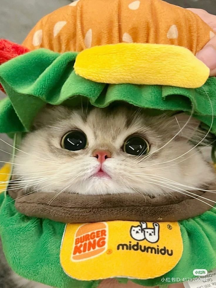Funny Cute Cat PFP