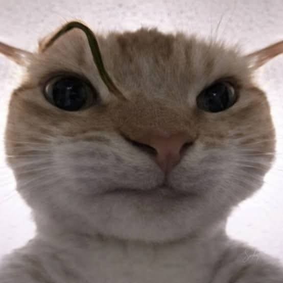 Funny Cute Cat PFP