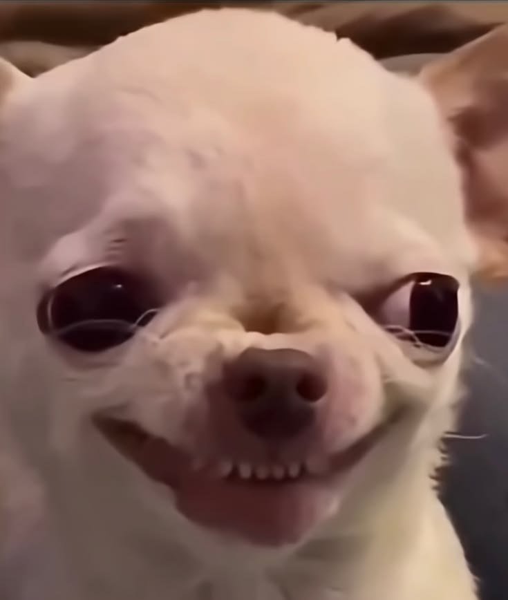 Funny Dog PFP