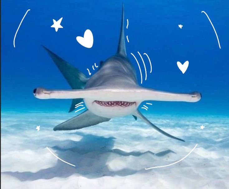 Hammerhead Shark PFP