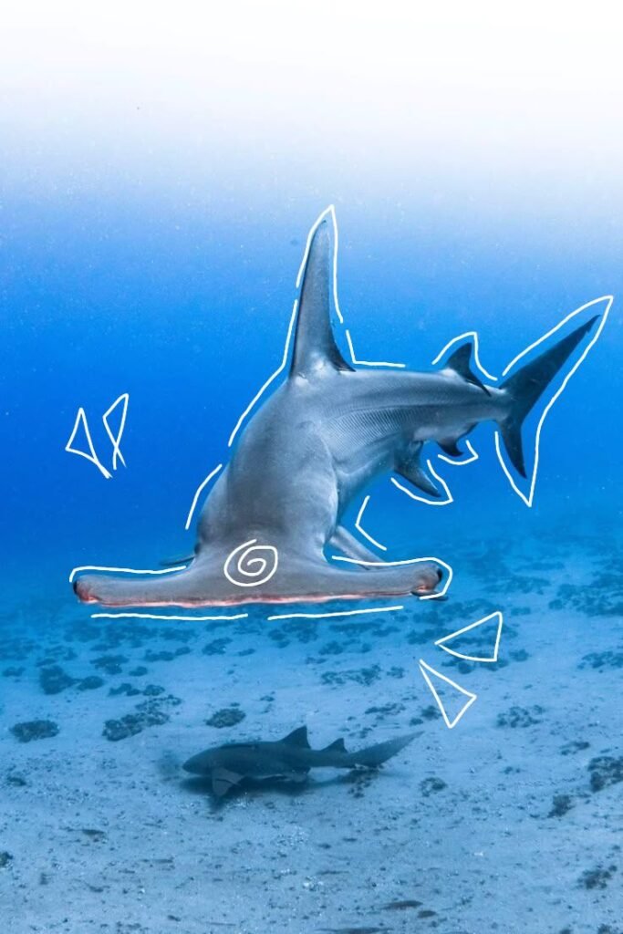 Hammerhead Shark PFP