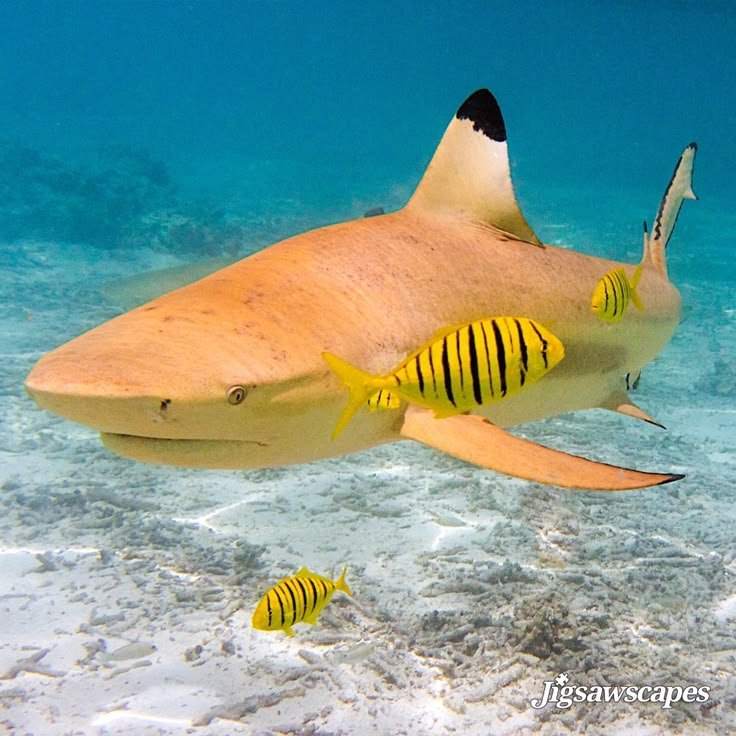 Lemon Shark PFP