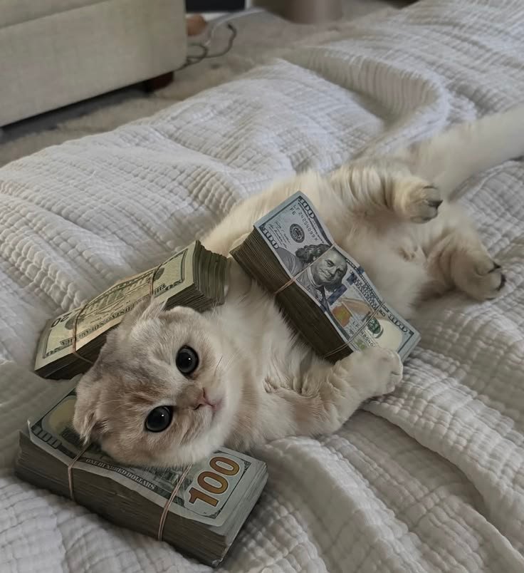 Money PFP Cute