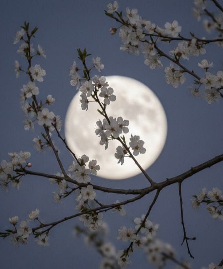 Moon PFP Aesthetic