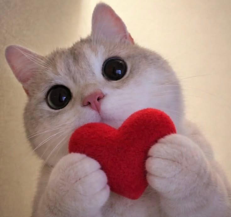 PFP Aesthetic Heart Cute Cat