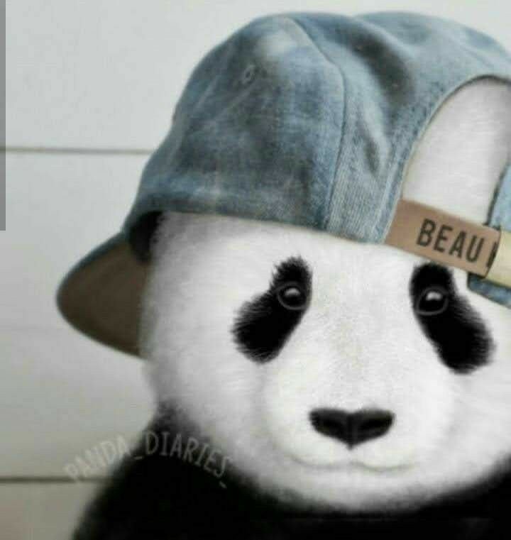 Panda PFP Aesthetic