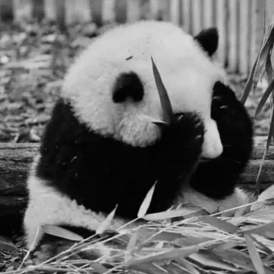 Panda PFP Discord