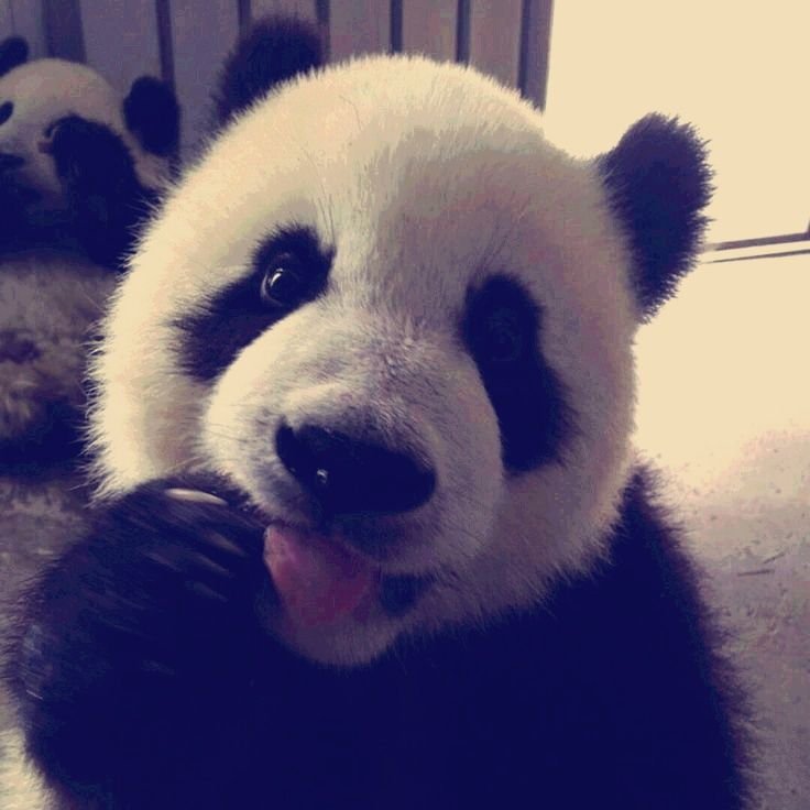 Panda PFP Discord