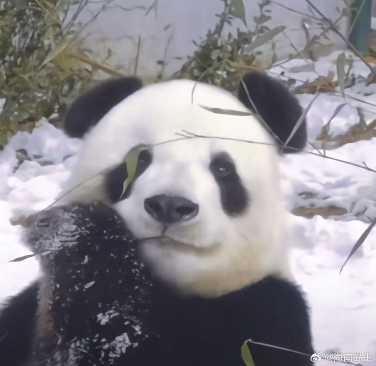Panda PFP Discord