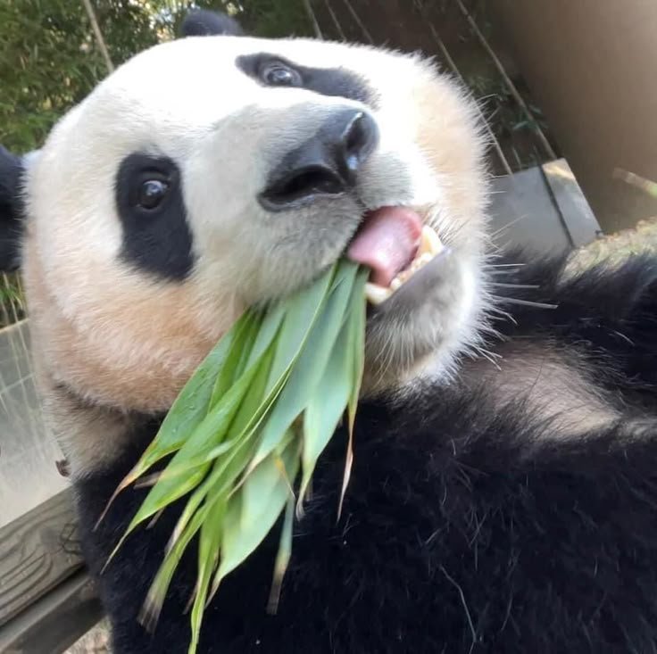 Panda PFP Pinterest