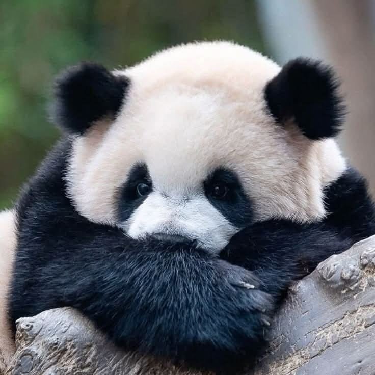 Panda PFP Pinterest
