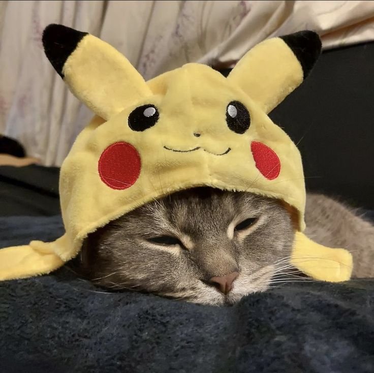 Pikachu Cat PFP