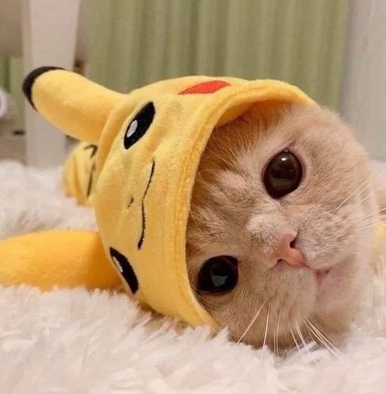 Pikachu Cat PFP