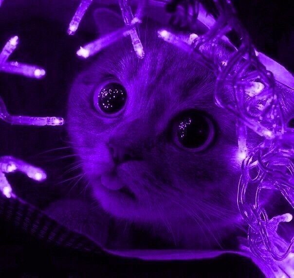 Purple PFP Funny