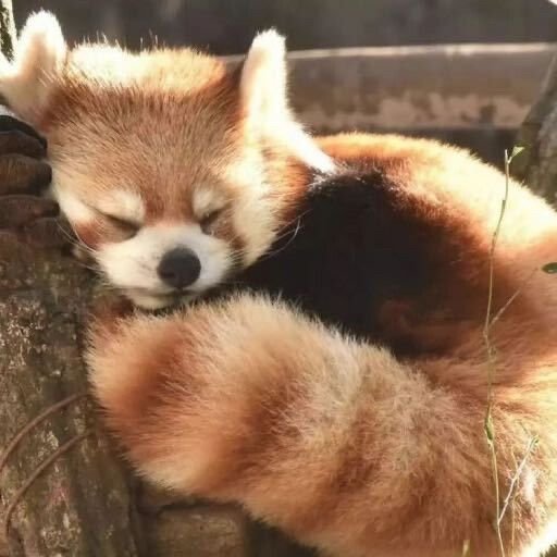 Red Panda PFP
