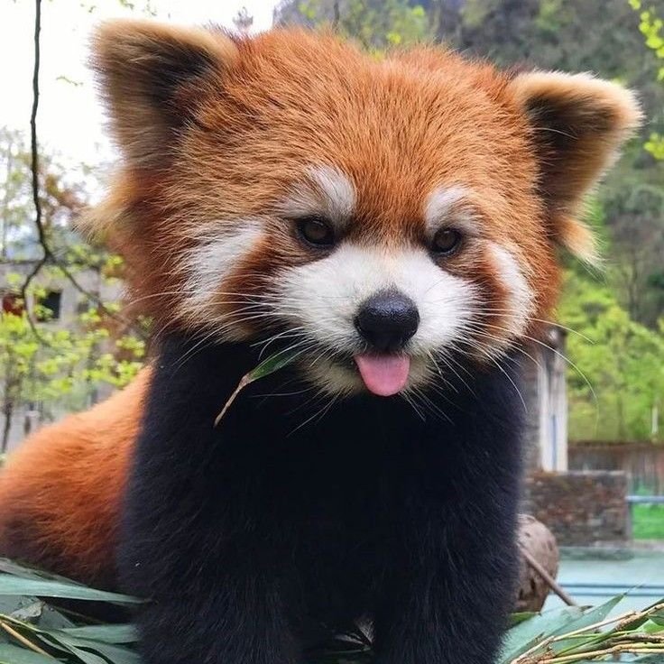 Red Panda PFP