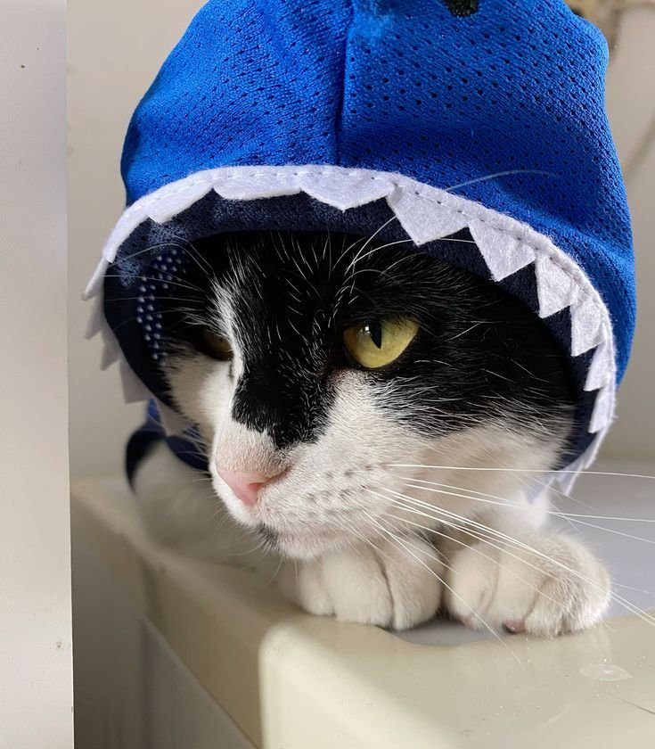 Shark Cat PFP