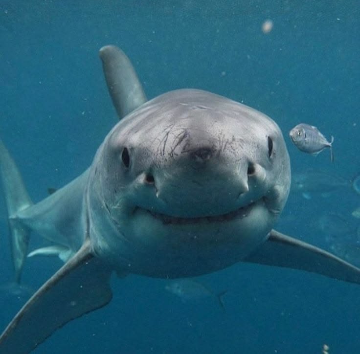 Shark PFP Aesthetic