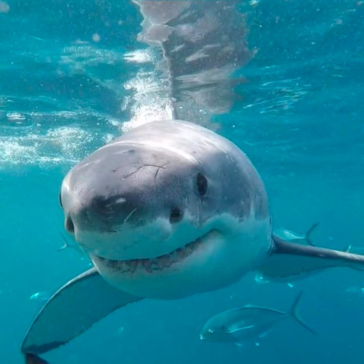 Shark PFP Aesthetic
