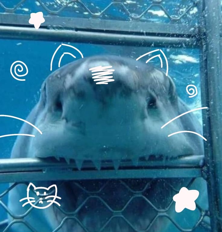 Shark PFP Cute