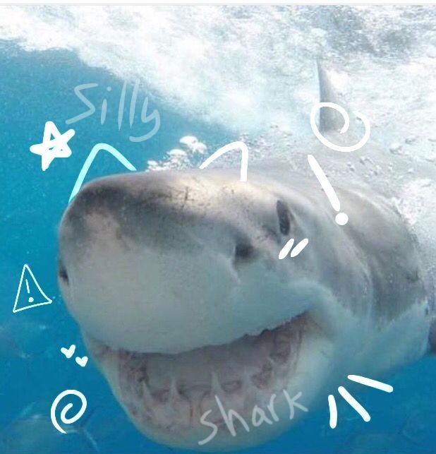 Shark PFP Cute