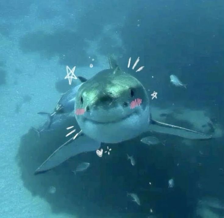 Shark PFP Discord